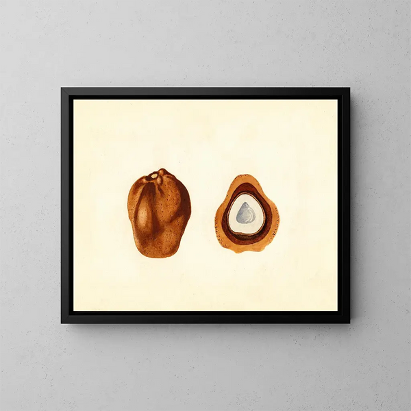 Hyphaene thebaica - James Marion Shull — framed artwork on a wall
