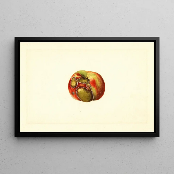 Pommier domestique - James Marion Shull — framed artwork on a wall