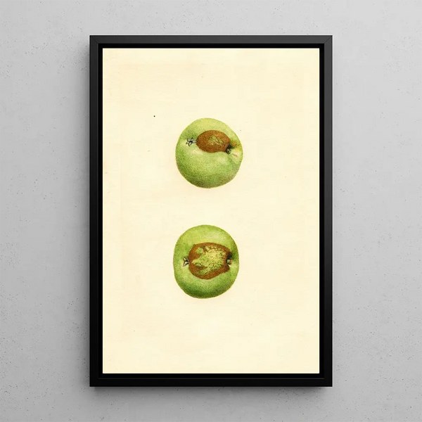 Malus domestica Grimes - James Marion Shull — framed artwork on a wall