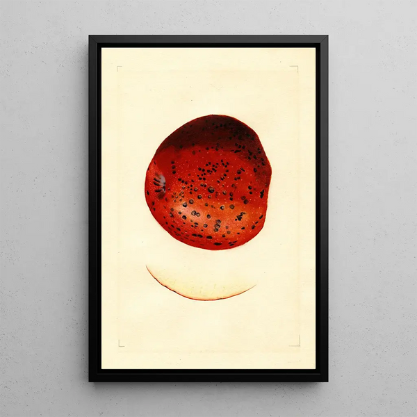 Malus domestica Spitzenberg - James Marion Shull — framed artwork on a wall