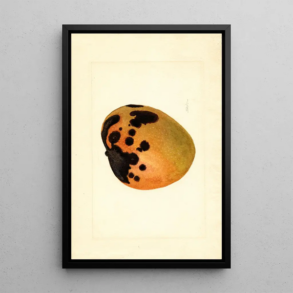 Mangifera indica - James Marion Shull — framed artwork on a wall