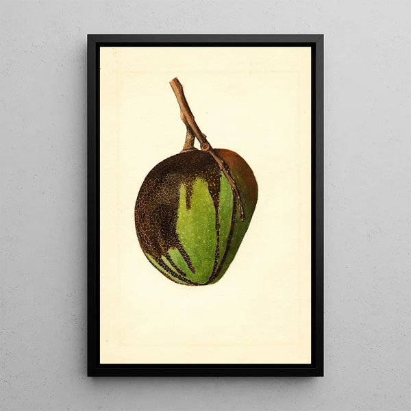 Mangifera indica Bennett - James Marion Shull — framed artwork on a wall