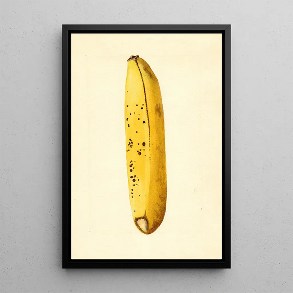 Musa - James Marion Shull — framed artwork on a wall
