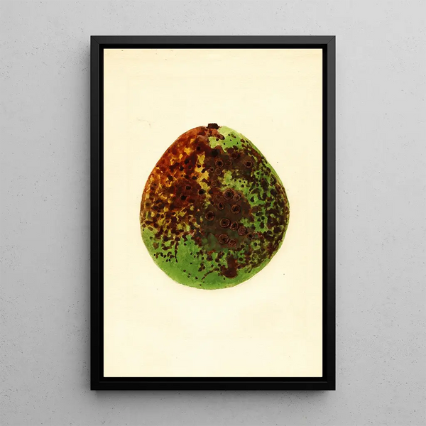 Persea Waldin - James Marion Shull — framed artwork on a wall