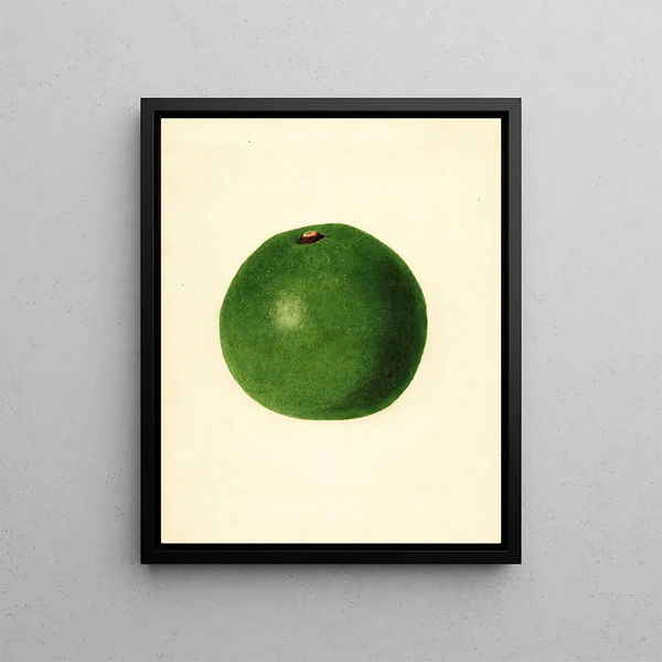 Persea Winslowson - James Marion Shull — framed artwork on a wall