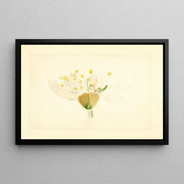 Prunus domestica Burbank - James Marion Shull — framed artwork on a wall