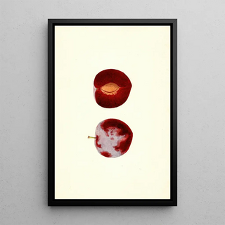 James Marion Shull - Prunus domestica Flaming Delicious.webp