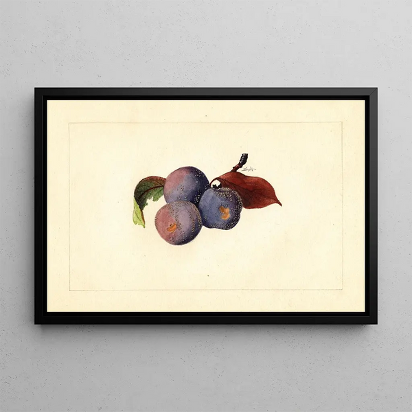 Prunier domestique - James Marion Shull — framed artwork on a wall