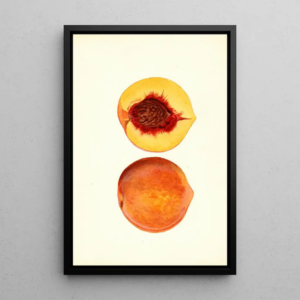 Prunus persica Shipper - James Marion Shull | Painting — framed artwork on a wall