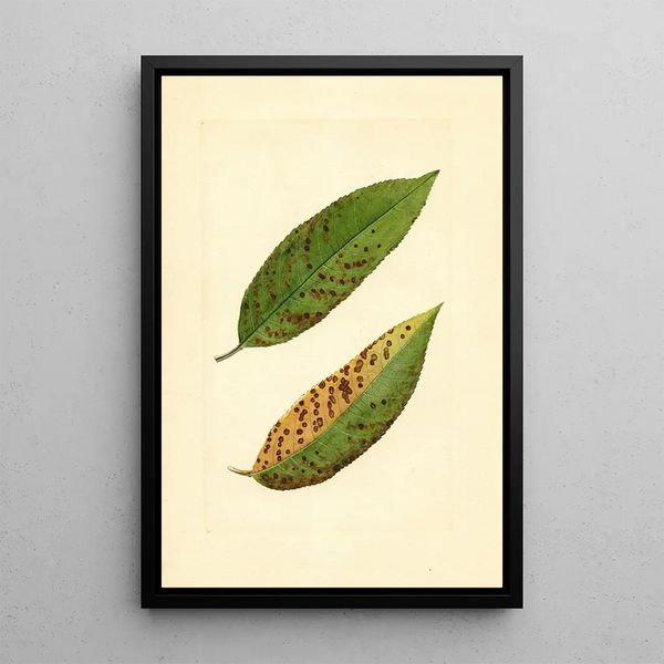 Prunus persica Triumph - James Marion Shull — framed artwork on a wall