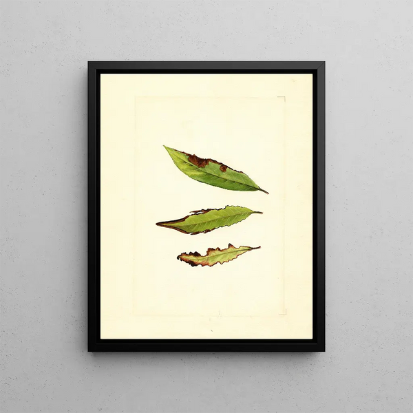 Prunus persica - James Marion Shull — framed artwork on a wall