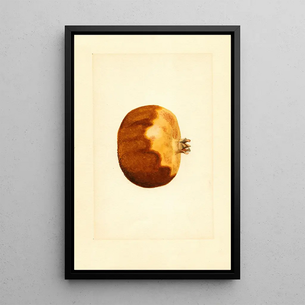 Punica granatum - James Marion Shull — framed artwork on a wall