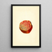 Punica granatum Wonderful - James Marion Shull — framed artwork on a wall
