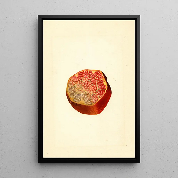 Punica granatum Wonderful - James Marion Shull — framed artwork on a wall
