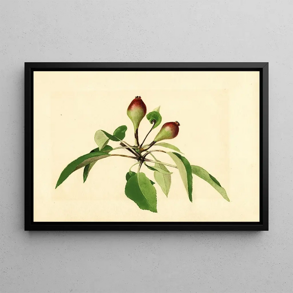 Pyrus communis - James Marion Shull — framed artwork on a wall