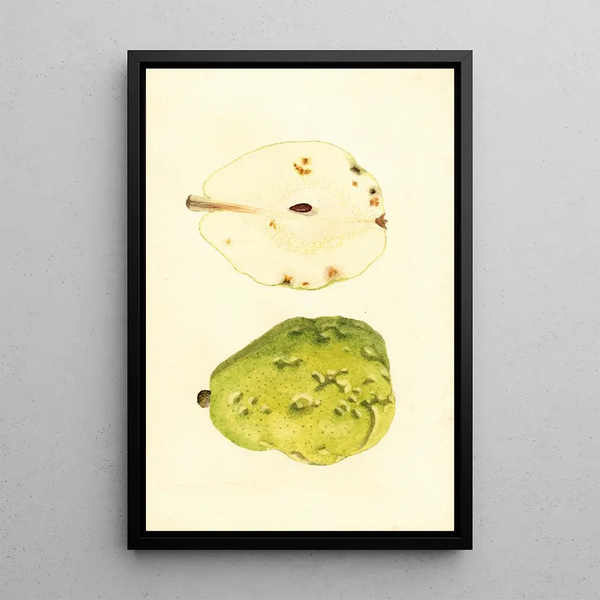 Pyrus communis Anjou - James Marion Shull — framed artwork on a wall