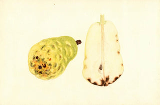 James Marion Shull - Pyrus communis Bartlett.webp
