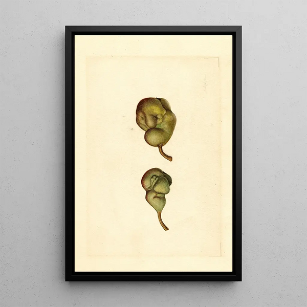 Pyrus communis Seckel - James Marion Shull — framed artwork on a wall