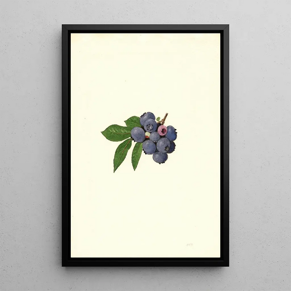 Vaccinium corymbosum Weymouth - James Marion Shull — framed artwork on a wall