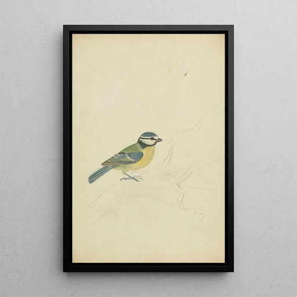A Blue Tit - James Sowerby — framed artwork on a wall