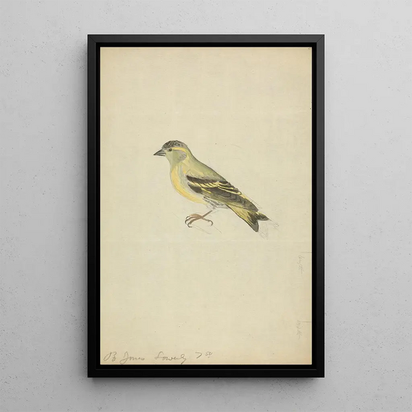 A chaffinch - James Sowerby — framed artwork on a wall