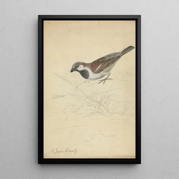A House Sparrow - James Sowerby — framed artwork on a wall