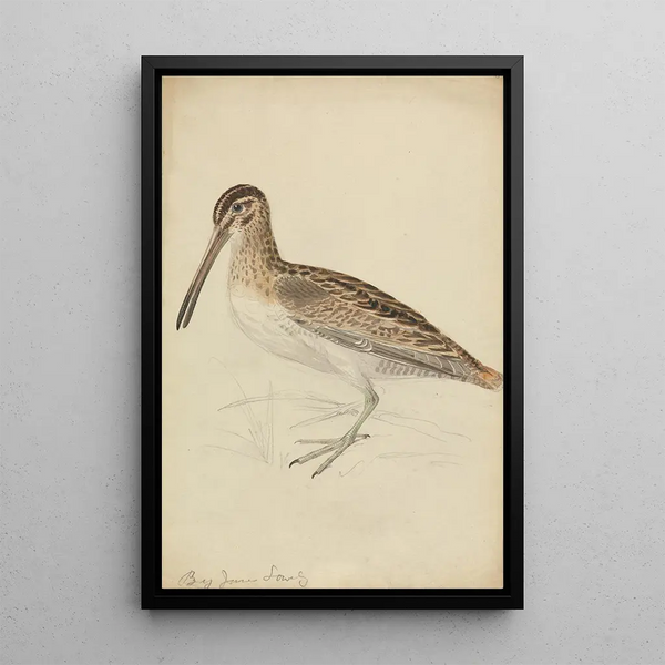 A Bécassine - James Sowerby — framed artwork on a wall