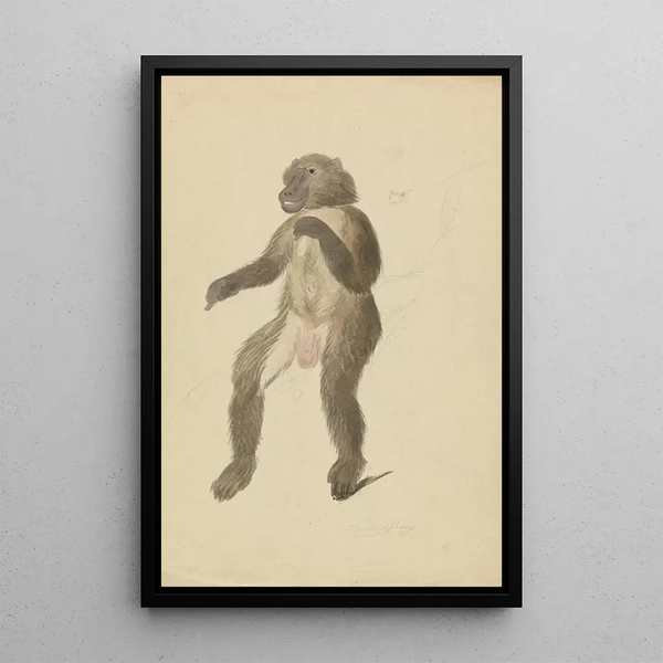 A mandrill - James Sowerby — framed artwork on a wall