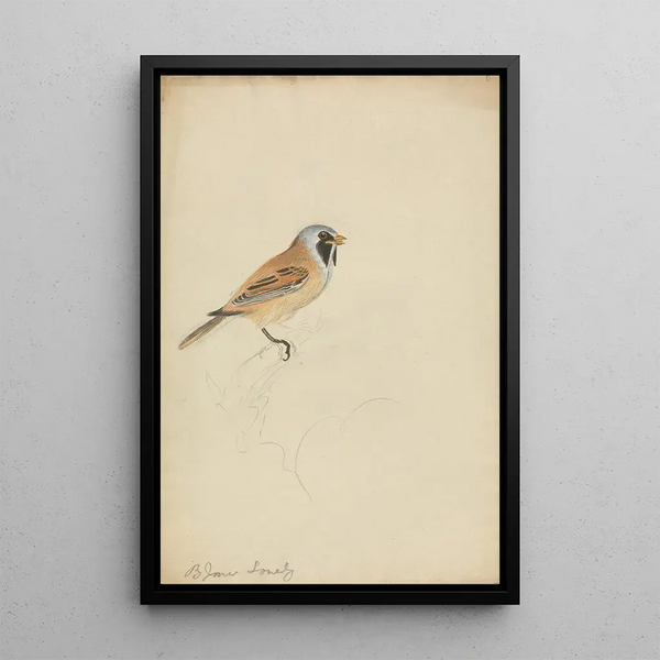 Long-tailed tit - James Sowerby — framed artwork on a wall