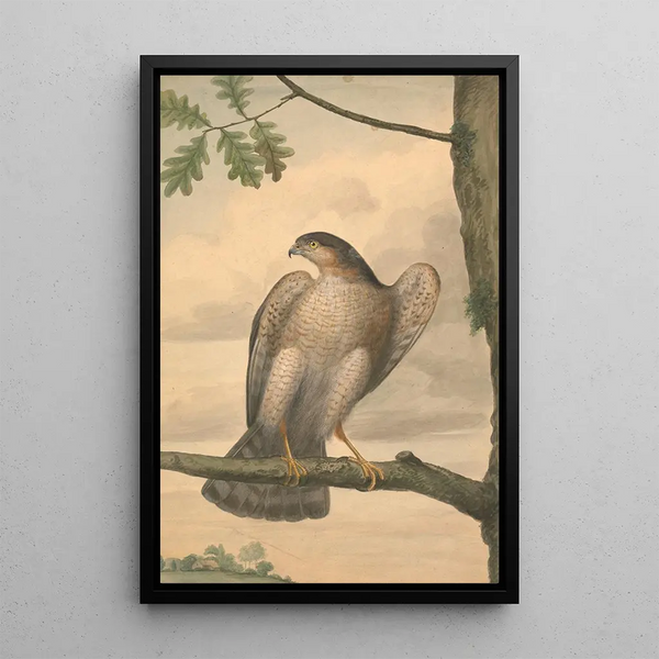 European Sparrowhawk - James Sowerby — framed artwork on a wall