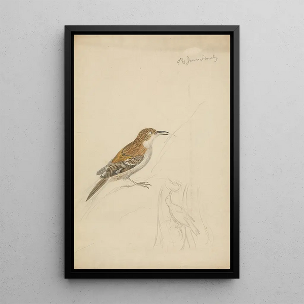 Garden Nuthatch Painting - James Sowerby — framed artwork on a wall