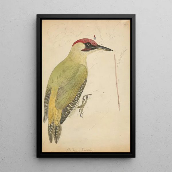 Pic vert - James Sowerby — framed artwork on a wall