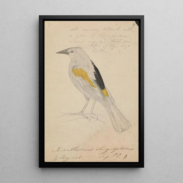 Cassique à ailes dorées - James Sowerby — framed artwork on a wall