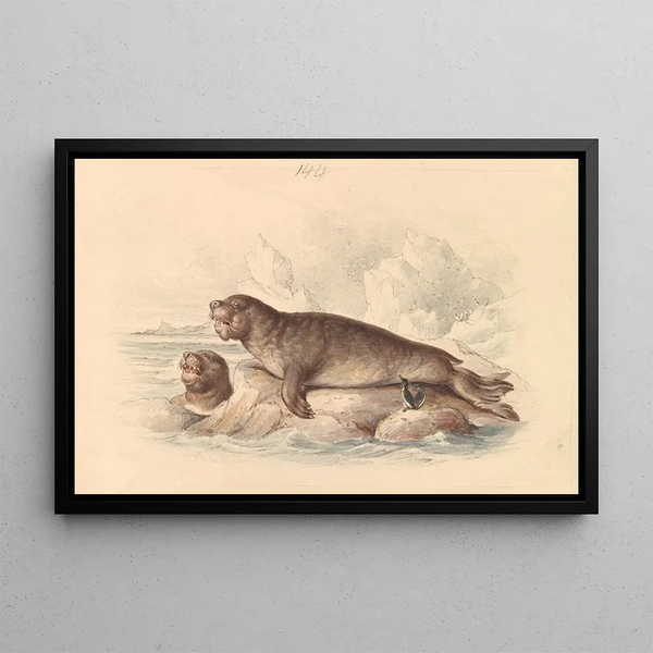 Sea Elephant Painting - James Stewart — framed artwork on a wall