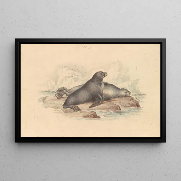 New Zealand Fur Seal or Australian Fur Seal - James Stewart — framed artwork on a wall