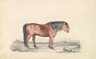 James Stewart - Shetland Pony.webp
