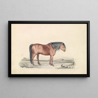 James Stewart - Shetland Pony.webp