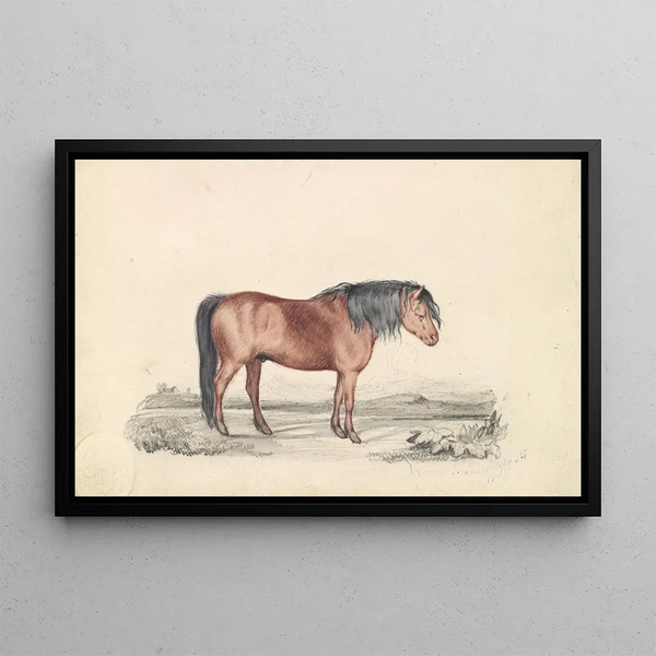 Shetland Pony - James Stewart — framed artwork on a wall