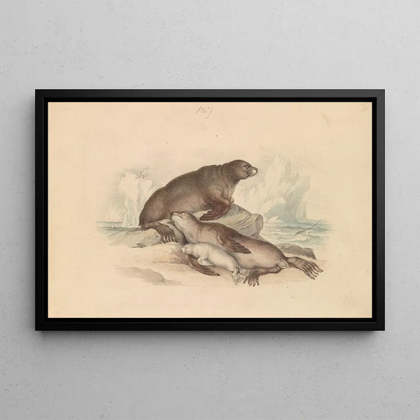 Steller Sea Lion Painting - James Stewart — framed artwork on a wall