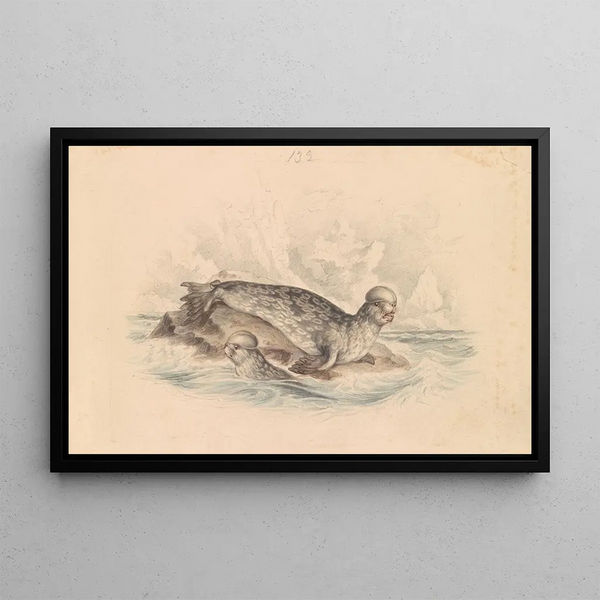 The Tufted Seal - James Stewart — framed artwork on a wall
