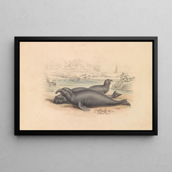 L'éléphant de mer - James Stewart — framed artwork on a wall