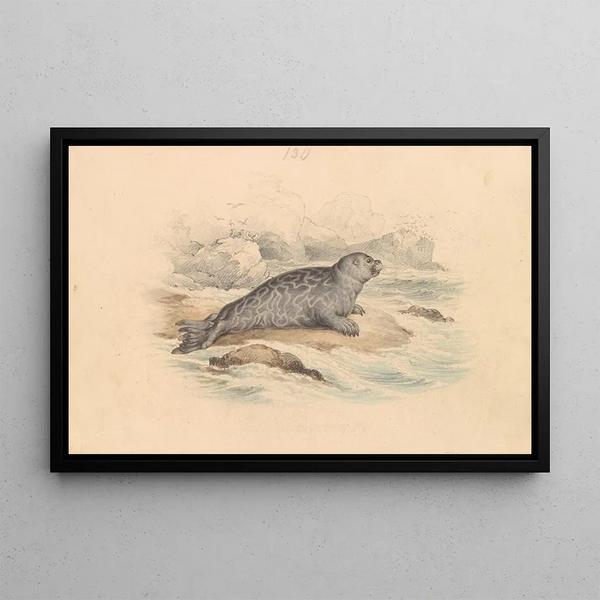 Le Phoque annelé - James Stewart — framed artwork on a wall