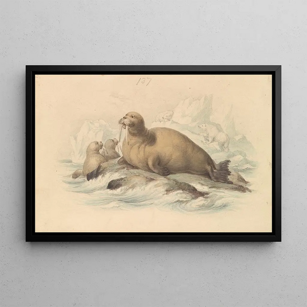 Morses - James Stewart — framed artwork on a wall