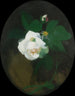 Rose blanche - James Stuart Park — artwork view