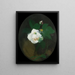 Rose blanche - James Stuart Park — framed artwork on a wall