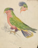 A cockatoo - James de Carle Sowerby — artwork view