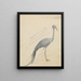 A Crane - James de Carle Sowerby — framed artwork on a wall