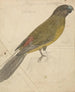 A Parrot - James de Carle Sowerby — artwork view