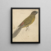 A Parrot - James de Carle Sowerby — framed artwork on a wall