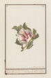 Hibiscus Hibiscus syriacus - Jan Anton Garemyn — artwork view